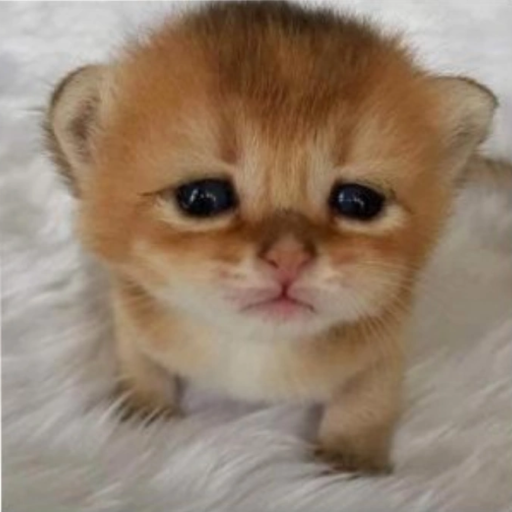 A kitty, named bigpoo